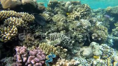 令人惊叹的珊瑚礁在水下世界-在红海的行动。